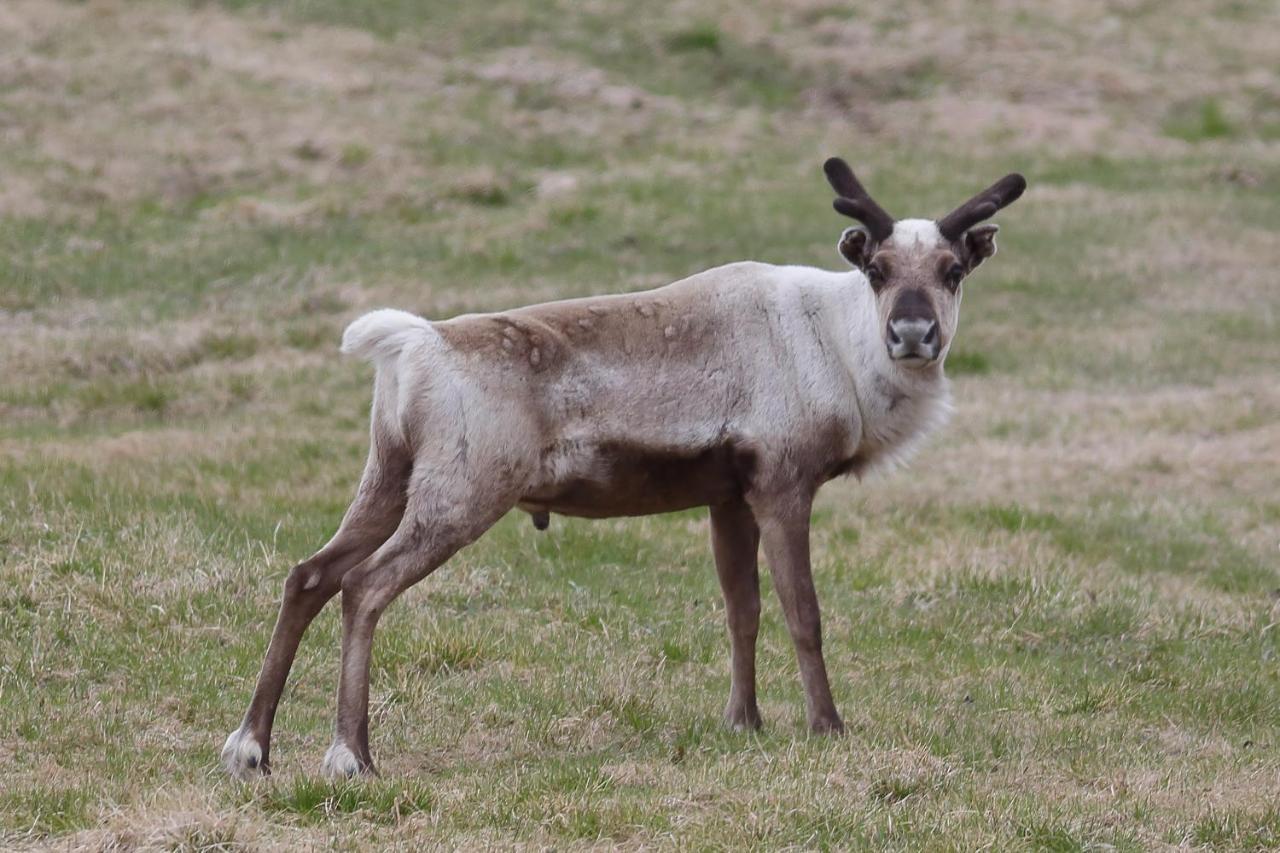 Varangertunet Arctic